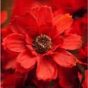 For Felicity💕💕